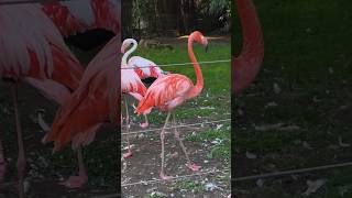 Zoo-Duisburg. #zooduisburg #flamingo