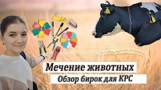 Бирки для коров, телят, свиней и овец. Рассмотрим варианты.