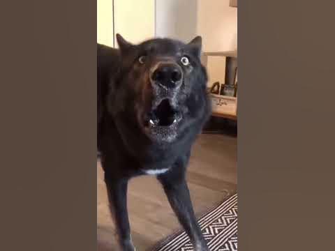 Джэк в шоке😂😂😂,умора😂😂😂 - YouTube