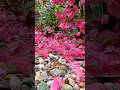 #discovercontent #globaltrending #floralart #peacefulvibes #naturehealing #naturebeauty #audience