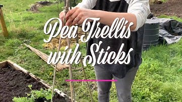 Pea Trellis with Bamboo Sticks