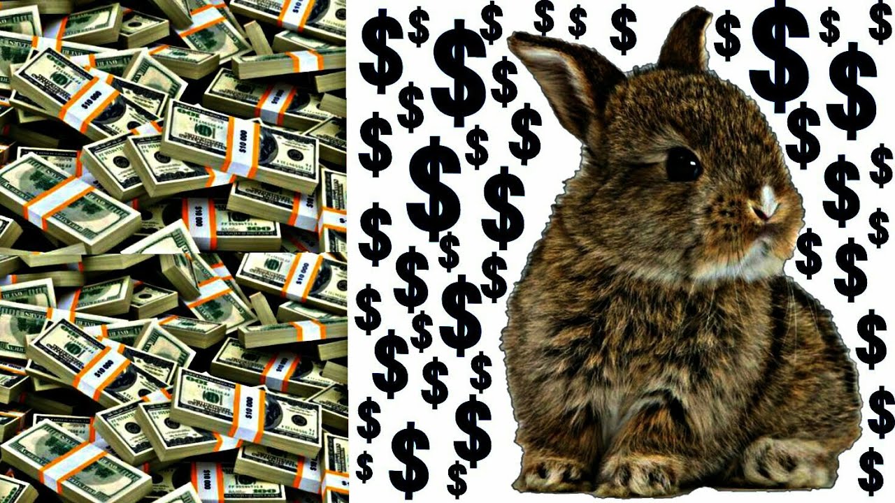 Quanto Vale Um Coelho Grande?