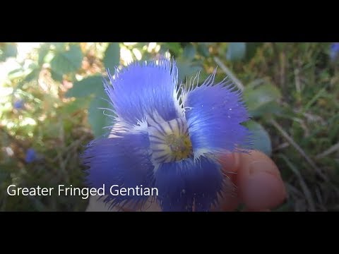 Greater Fringed Gentian updated 12 27 2017