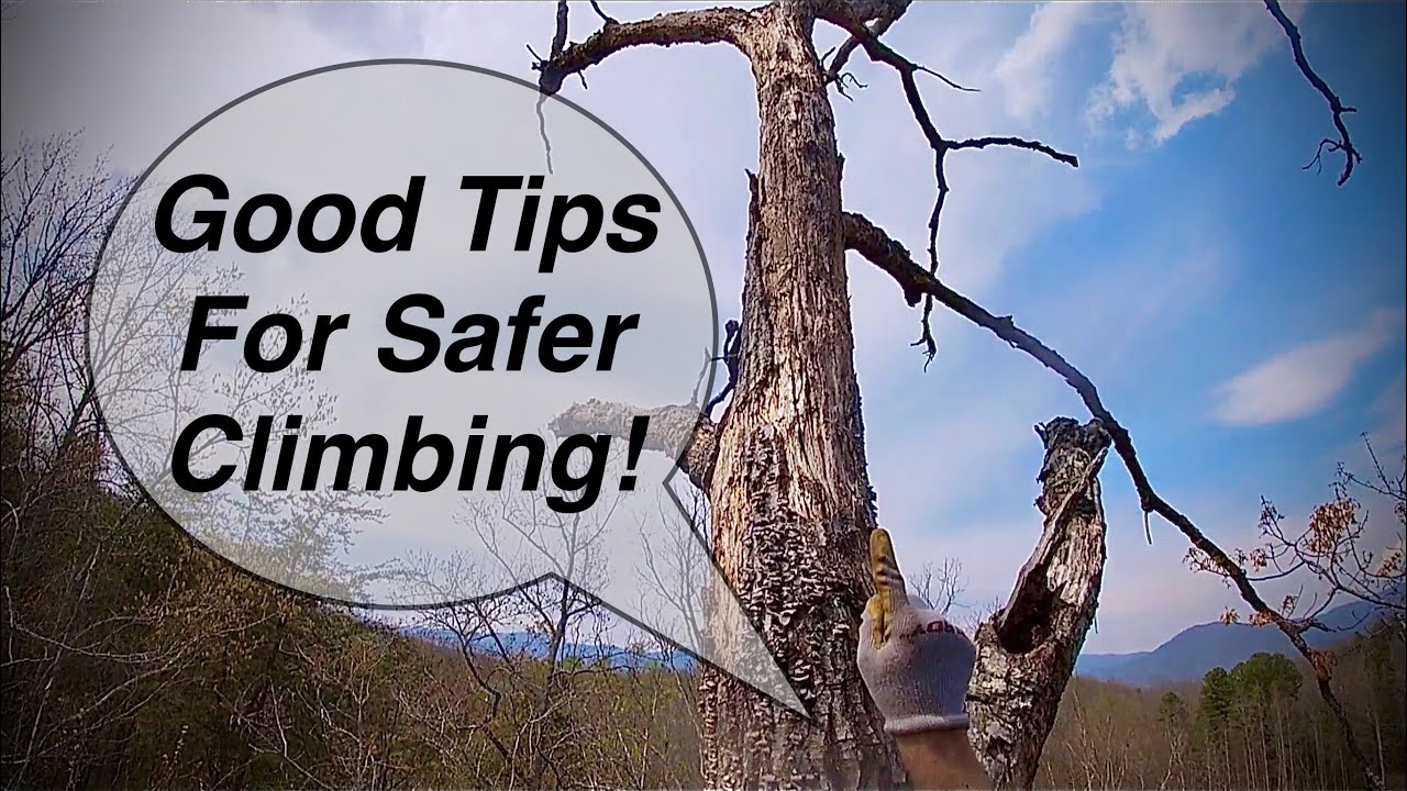Huge Dead Oak Climb and Removal (PART 1) - YouTube