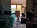 Episodes 91🐯🐶🐱 Brave Cat Jumps on Tiger to Protect the House | CCTV Animal World