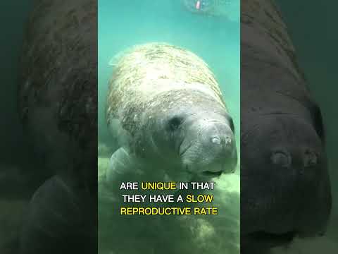 Video: A hanë dugongs peshk?