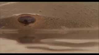 The AMAZING Horseshoe Crab!! by argofilms 34,974 views 9 years ago 3 minutes, 14 seconds