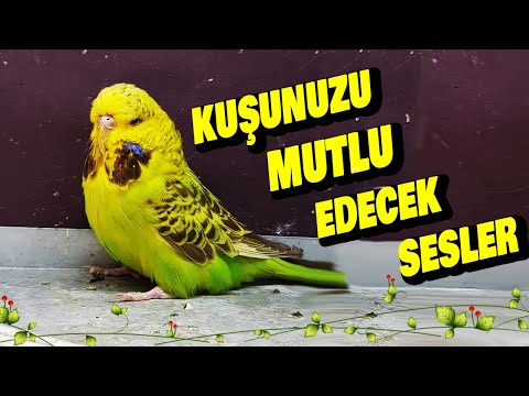 KUŞUNUZ MUTSUZ MU ??? İŞTE KUŞUNUZU MUTLU EDECEK SESLER!!! MUTLULUK VERİCİ SES ! KUŞ MEDİTASYONU!!