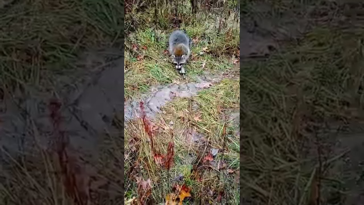 best looking fur so far this season 