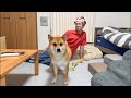 2026.07.04 チワワの、のぶなが【柴犬と雑種犬ファミリーの爆笑日常】 がライブ配信中！