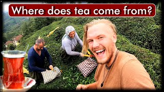 Day with Turkish Tea growers | Turkey Travel Vlog