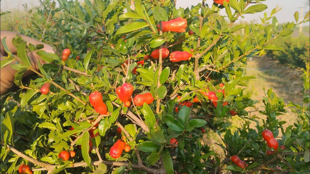 ದಾಳಿಂಬೆ ಅಂಬೆ ಬಾಹರ್ /Pomagranet Ambe bahar amazing flowers 💐