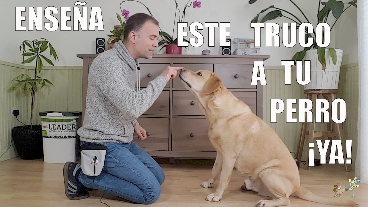 atleta lado traición Adiestramiento Canino - 12 TRUCOS para Enseñar a tu Perro - YouTube