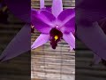Floração Laelia Anceps Tipo, toda linda!! #orchids #flores #cattleya
