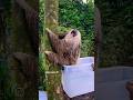 The release of 2 sloths into the wild was a beautiful experience so many worked for this to happen