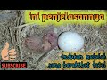 Penyebab indukan lovebird yang gagal meloloh berakibat anakan mati  | NGEKEK fuq