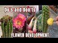 Stages of flower development on a cactus dos and donts cactusflower