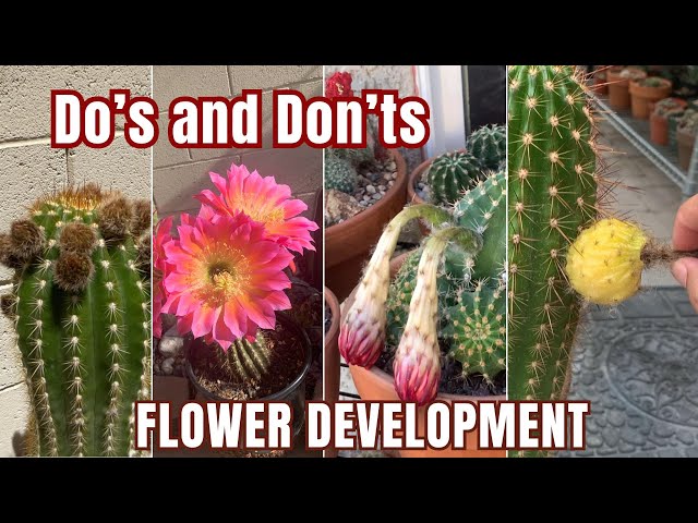 Stages of Flower Development on a Cactus (Do's and Don'ts) #cactusflower -  YouTube