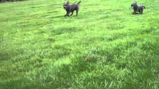 Black & Blue Staffys2