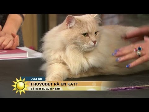 Video: Hur Man Heter En Skotsk Katt