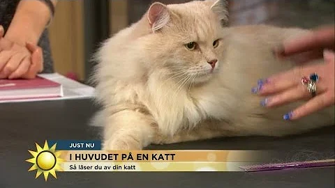 I huvudet p en katt "D blir din katt svart i gonen...