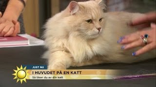 I huvudet på en katt 'Då blir din katt svart i ögonen'  Nyhetsmorgon (TV4)