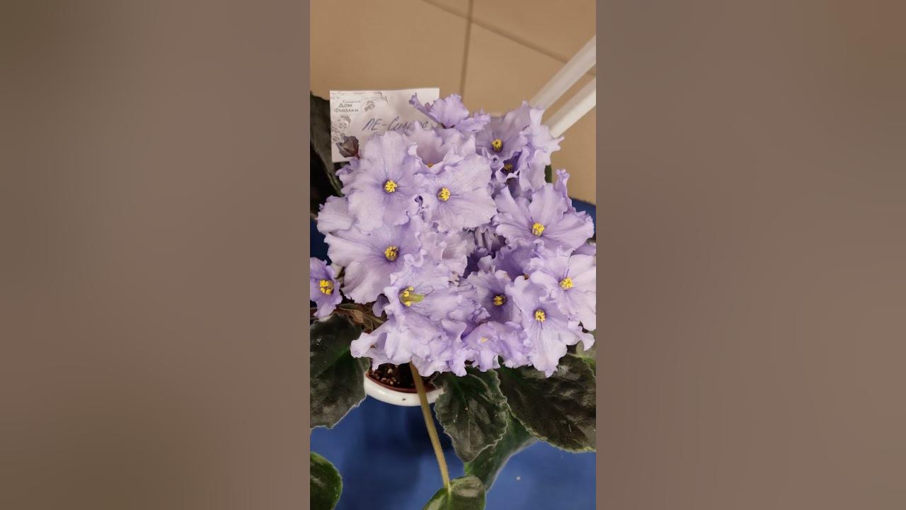 Ле Сириус - YouTube