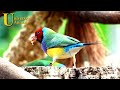 Diamante Gold - Uma das Aves mais Coloridas e Belas do Mundo | mini documentário