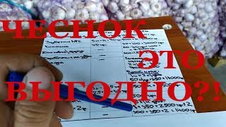 картинка: РЕНТАБЕЛЬНОСТЬ ЧЕСНОКА. ВЫГОДНО? Расчеты в цифрах от А до Я.