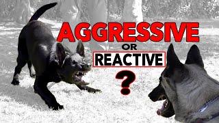 Aggressive German Shepherd Puppy Training