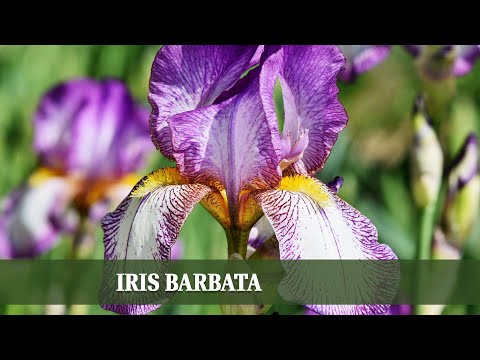 Video: Warum blüht die Iris nicht? Hauptgründe