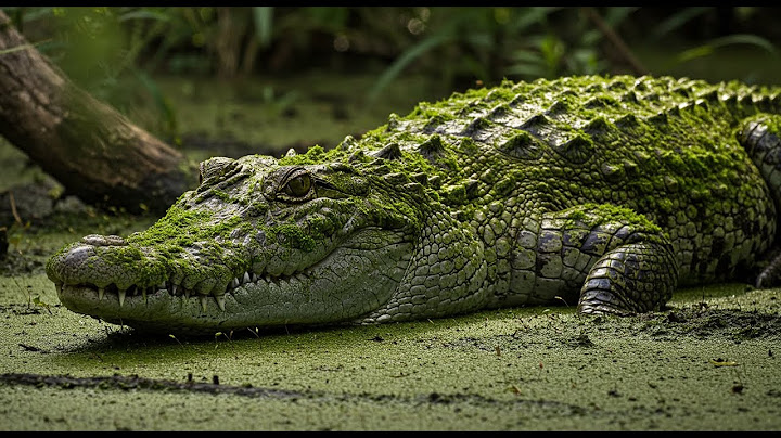 The Big Crocodile in the Amazone forest