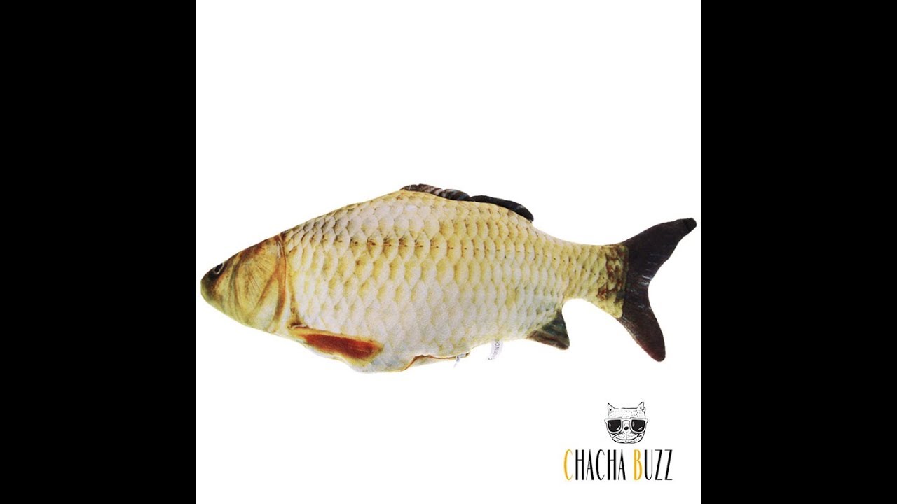 Jeux Poisson Pour Chat Youtube