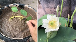 How to grow lotus plant at home | grow lotus plant in pot by Lotus Garden 1,997 views 2 weeks ago 5 minutes, 1 second