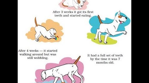 class 4 I Maths I chapter 4 I Tick Tick Tick I NCERT (Part 2)