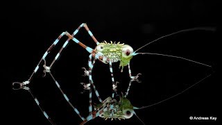 Colorful little Katydid nymph from Ecuador
