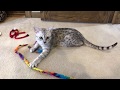 8 Month Old Egyptian Mau Kitten Playing in his New Home の動画、YouTube動画。