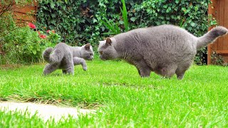 British Shorthair Cats in the English Garden