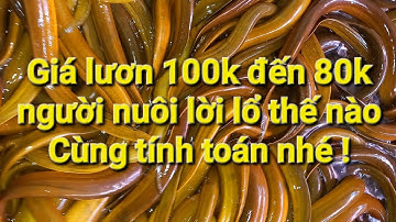Với giá lươn 100k đến 80k vậy người nuôi lời lổ ra sao ? Nên duy trì nuôi hay không ?