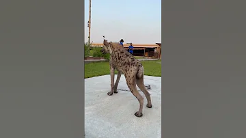 اخطر انواع الضباع في العالم 