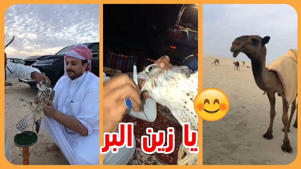 الامير ناصر بن نواف بالبر مع الابل 🤗 شوفو فايدة الشناذره للصقور