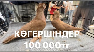 Көгершіндер. Шымкент. Крытый рынок.