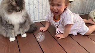 お兄ちゃんのように娘に譲る猫　ノルウェージャンフォレストキャット　A cat to give to my daughter like an older brother