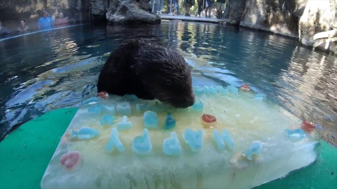 Lincoln the Rescued Sea Otter Turns One