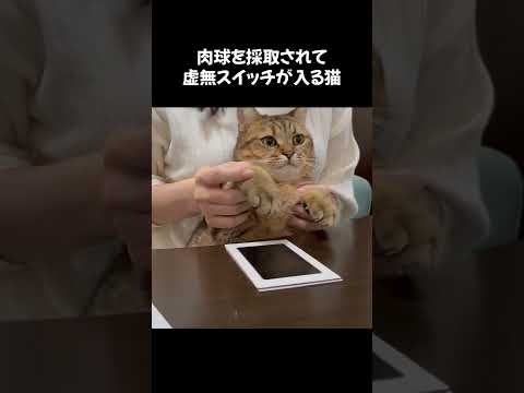 イケない事に使われるであろう肉球の手形を採取されてしまう猫 #shorts