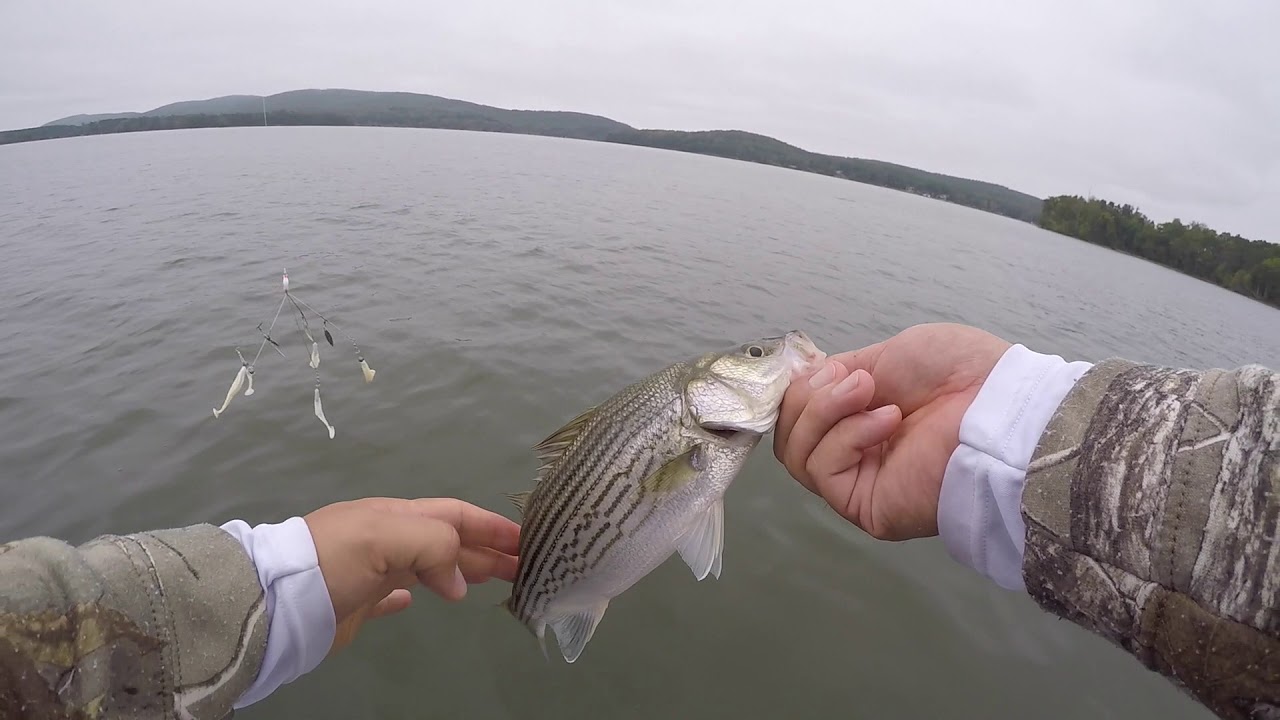 Striper fishing at High Rock Lake YouTube