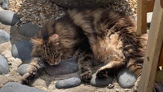 Fluffy Maine Coon Cat Loves Being Outside by Maine Coon Central 986 views 1 year ago 2 minutes, 52 seconds