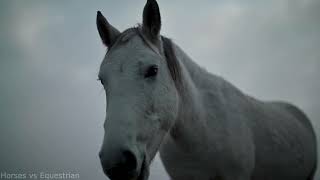 Лошади и музыка | Horses and music