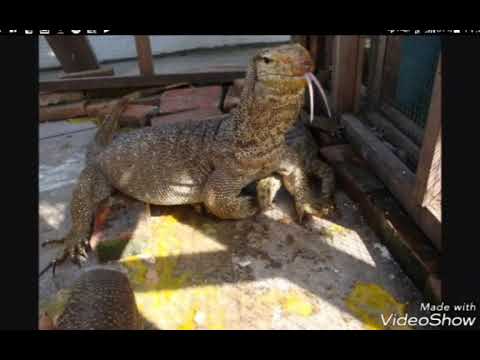 Video: Galapagos-saarilta Löytyi Vaaleanpunaisia iguaaneja - Vaihtoehtoinen Näkymä