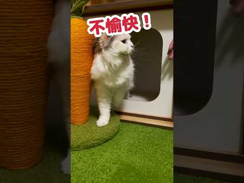 猫の『撫でたら喜ぶポイント』はこちら #Shorts